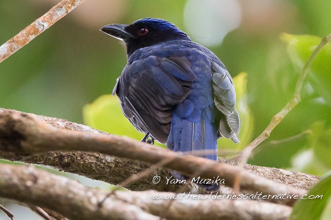 Philippine Fairy-bluebird - ML379621641