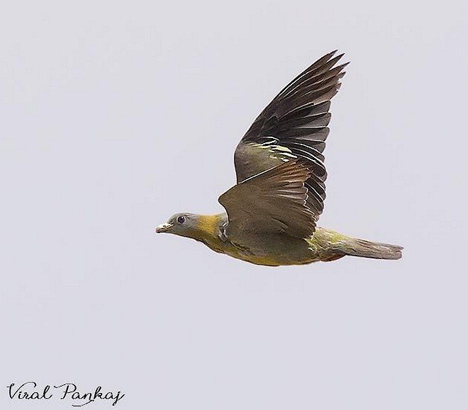 Yellow-footed Green-Pigeon - Pankaj Maheria