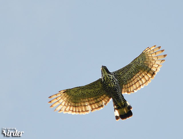 Blyth's Hawk-Eagle - Choy Wai Mun