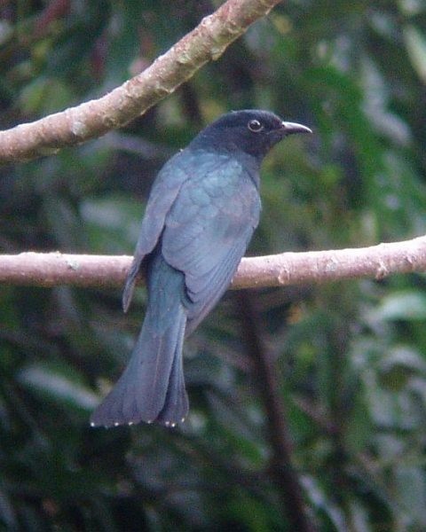 Square-tailed Drongo-Cuckoo - ML379624181