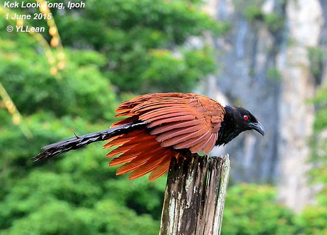 Greater Coucal - ML379626411