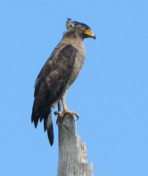 Crested Serpent-Eagle - ML379627341