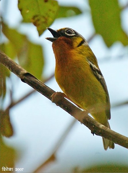 Black-eared Shrike-Babbler - Ritesh Bagul