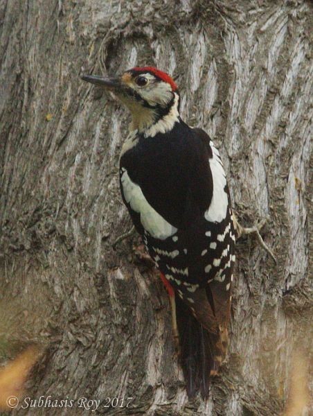 Himalayan Woodpecker - ML379627921
