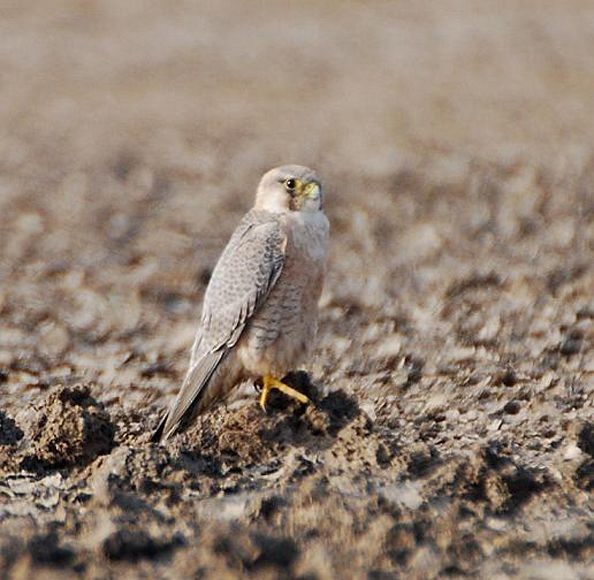 Peregrine Falcon (Red-capped) - ML379629181