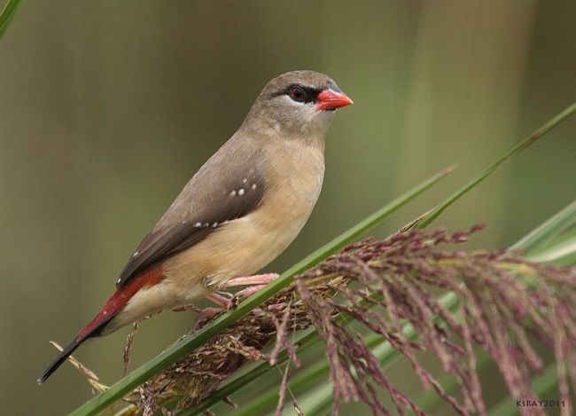 Red Avadavat (Red-bellied) - ML379629221