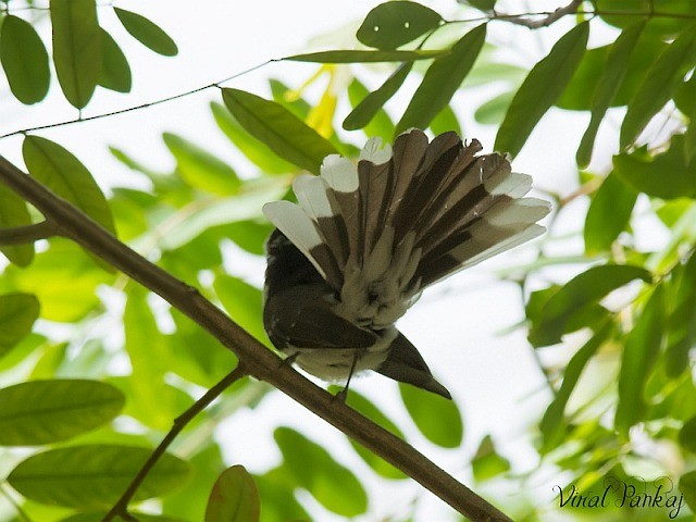 White-browed Fantail - ML379629691