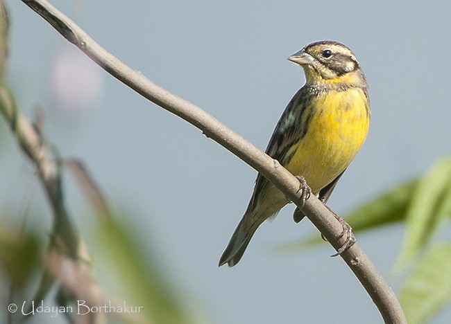 Yellow-breasted Bunting - ML379631011