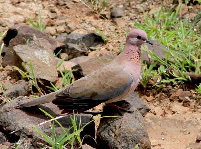 Laughing Dove - ML379632671