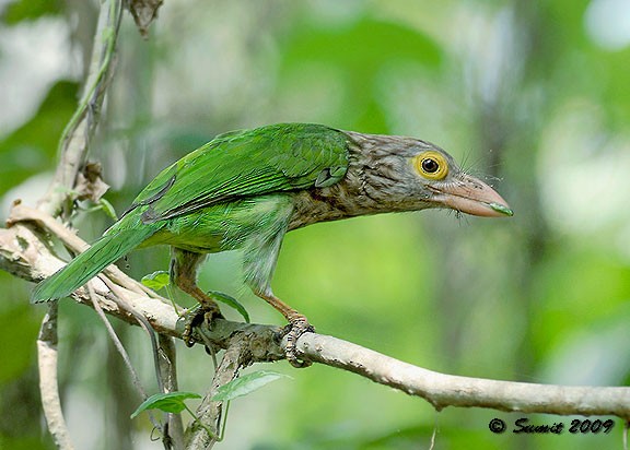 Lineated Barbet - ML379633201
