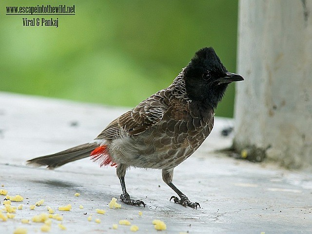 Red-vented Bulbul - ML379633451