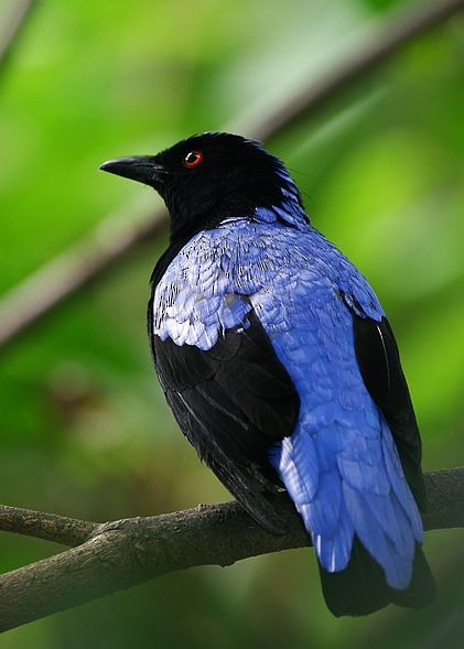 Asian Fairy-bluebird - ML379634821