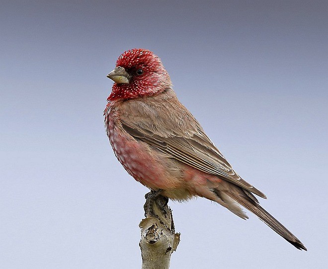 Great Rosefinch (Spotted) - Sarawandeep Singh