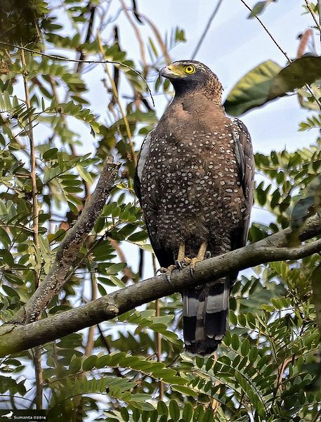 Crested Serpent-Eagle - ML379635341