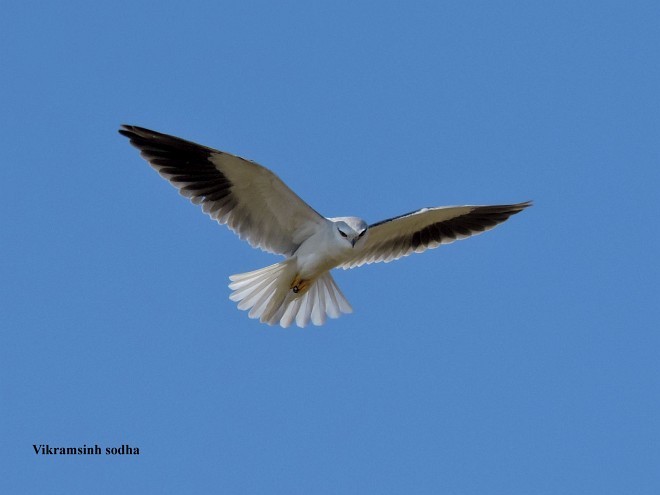 Black-winged Kite (Asian) - Vikramsinh Sodha