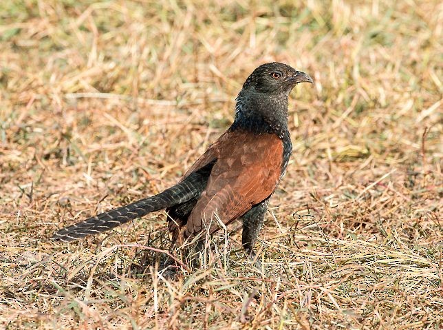 Greater Coucal - ML379638241