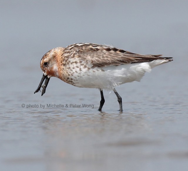 First Alternate Plumage, possible male. - Spoon-billed Sandpiper - 