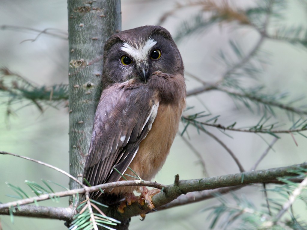 Northern Saw-whet Owl - Dick Dionne