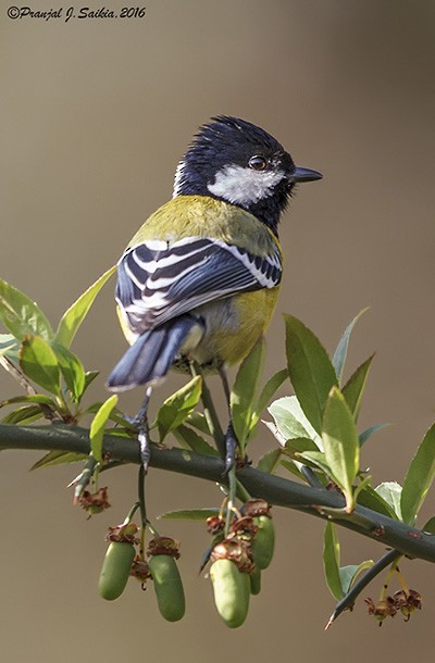 Green-backed Tit - ML379638481