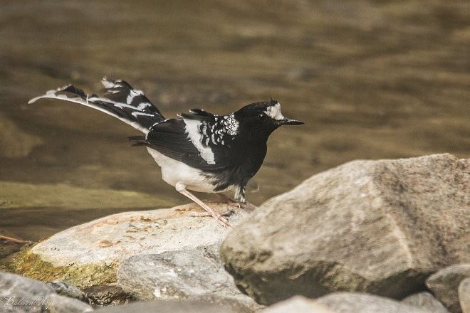 Spotted Forktail - ML379638611