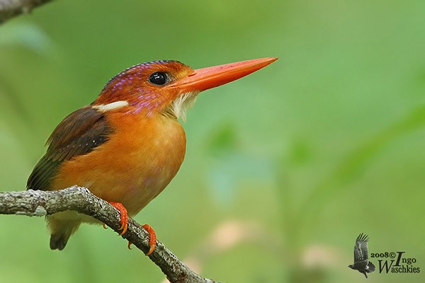 Sulawesi Dwarf-Kingfisher - ML379638911