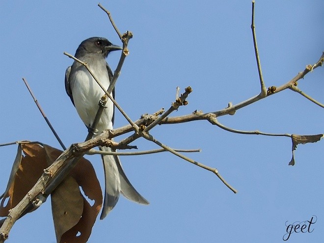 White-bellied Drongo (White-bellied) - ML379639111