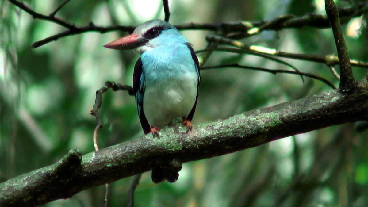 Blue-breasted Kingfisher - ML379639811