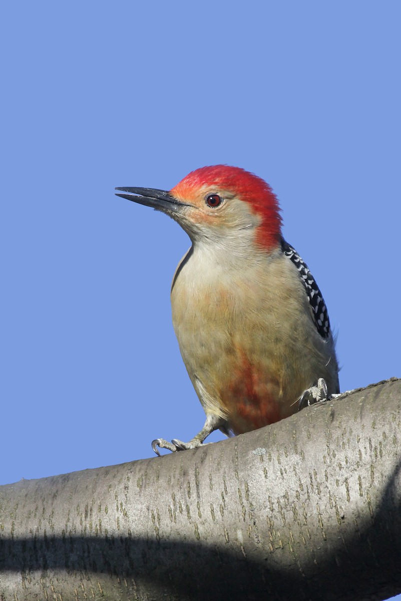 Red-bellied Woodpecker - Ryan Schain