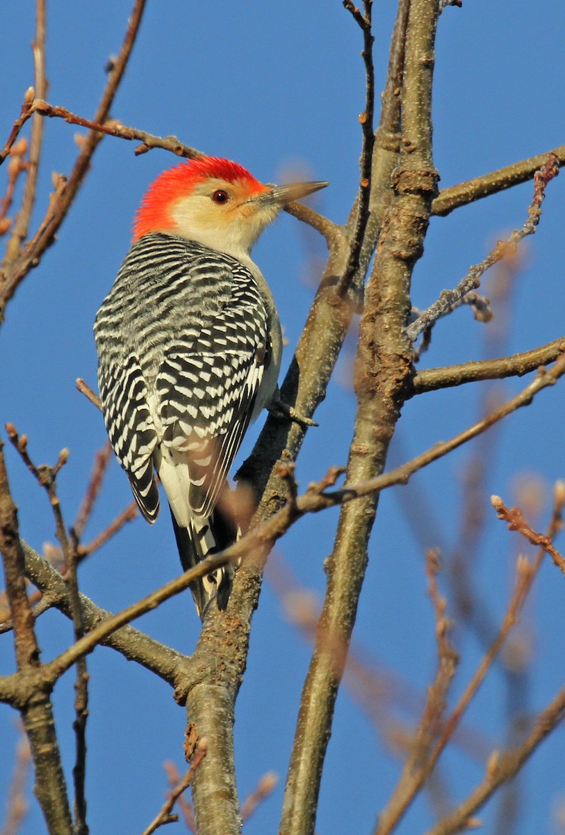 Red-bellied Woodpecker - ML37964031