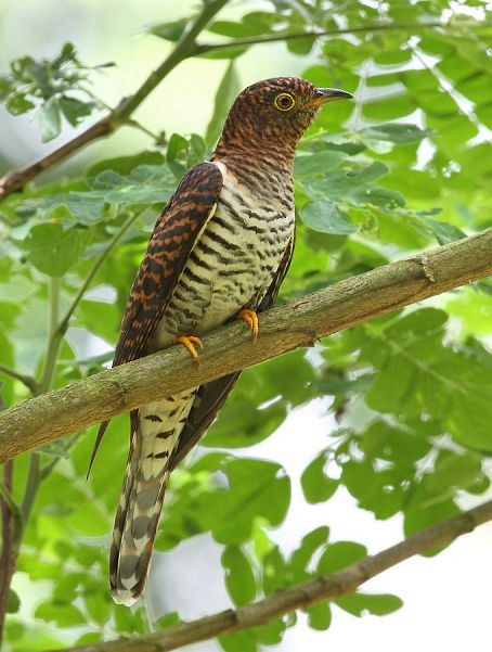 Himalayan/Oriental Cuckoo - Myron Tay