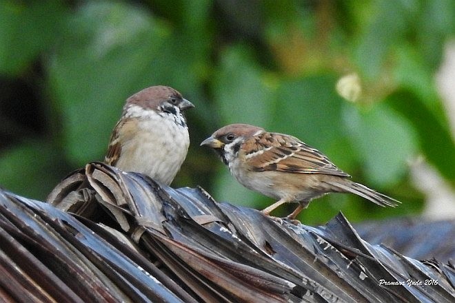 Eurasian Tree Sparrow - Pramana Yuda