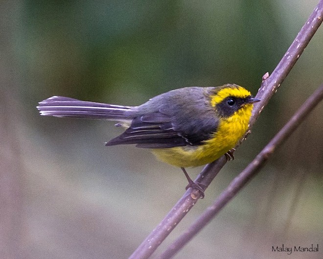 Yellow-bellied Fairy-Fantail - ML379641711