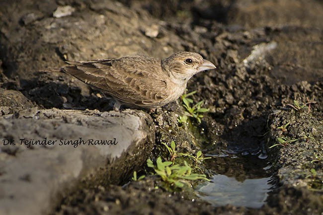 Ashy-crowned Sparrow-Lark - ML379643181