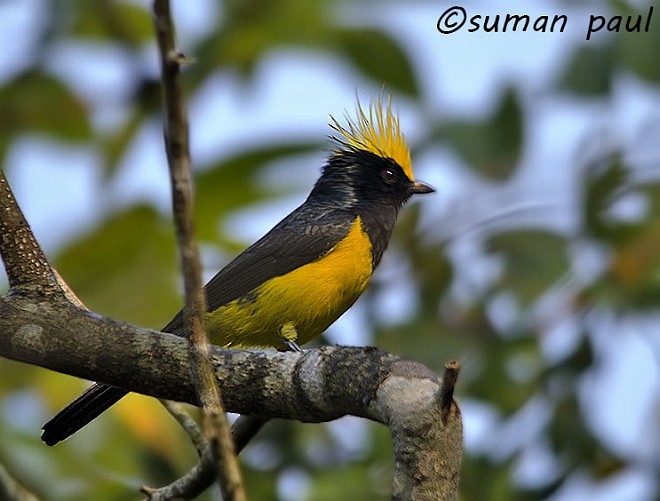 Sultan Tit (Yellow-crested) - ML379643321