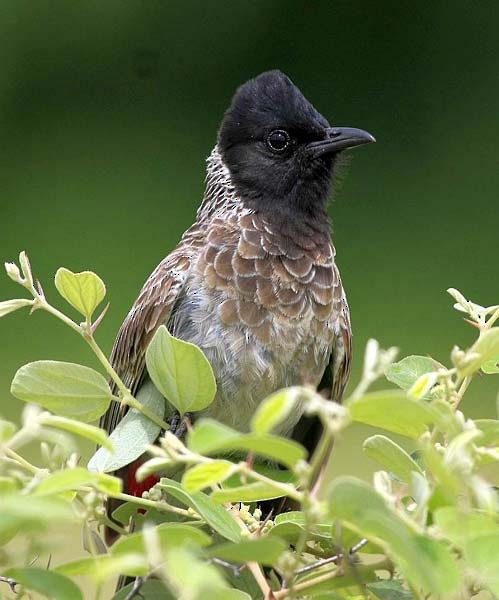 Red-vented Bulbul - ML379643641