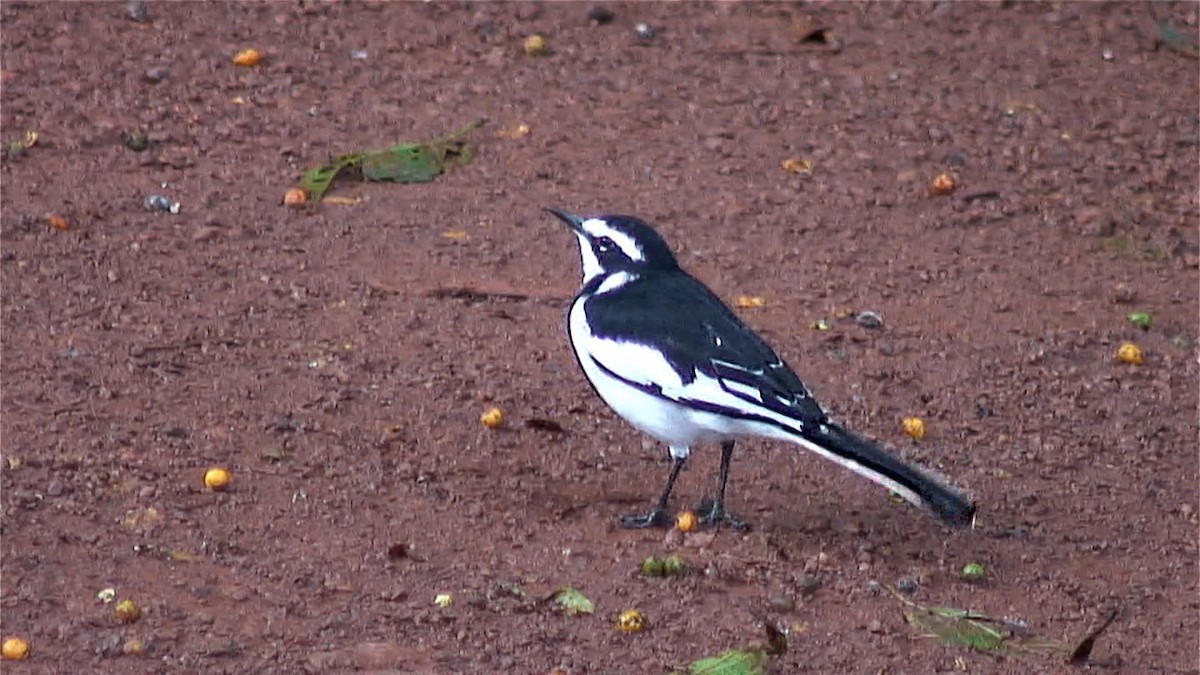 African Pied Wagtail - ML379643951