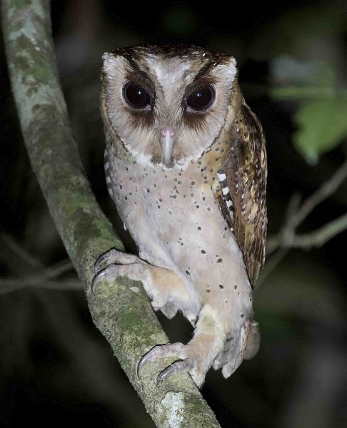 Sri Lanka Bay-Owl - ML379644331