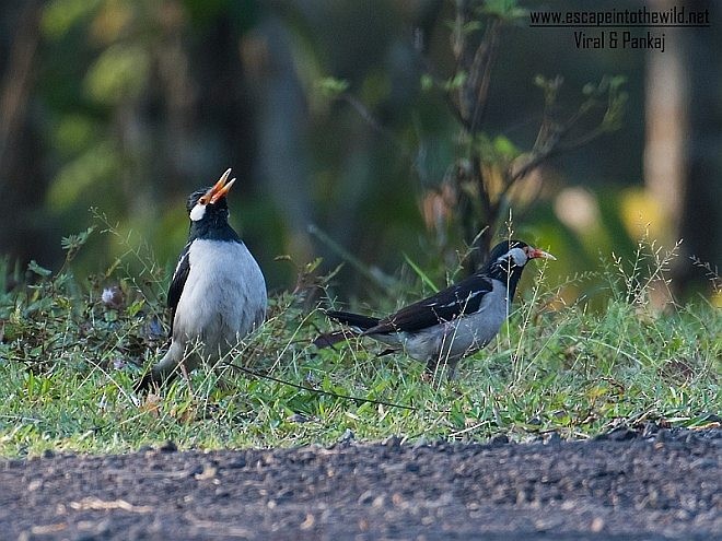 Indian Pied Starling - ML379644621