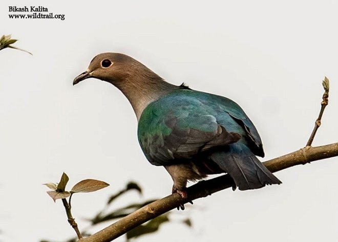 Green Imperial-Pigeon (Green) - ML379645191