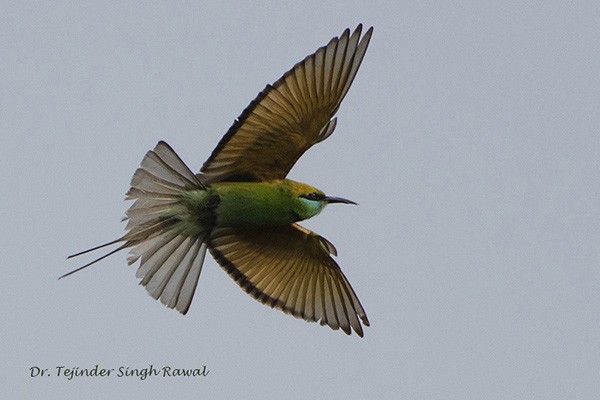 Asian Green Bee-eater - ML379646291