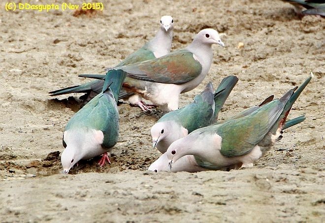 Green Imperial-Pigeon (Green) - ML379646561