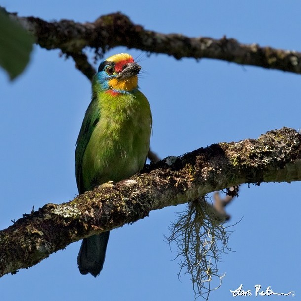Black-browed Barbet - Lars Petersson | My World of Bird Photography