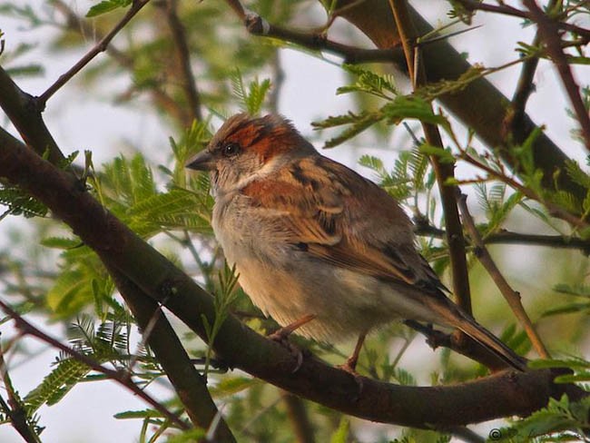Sind Sparrow - Arpit Bansal