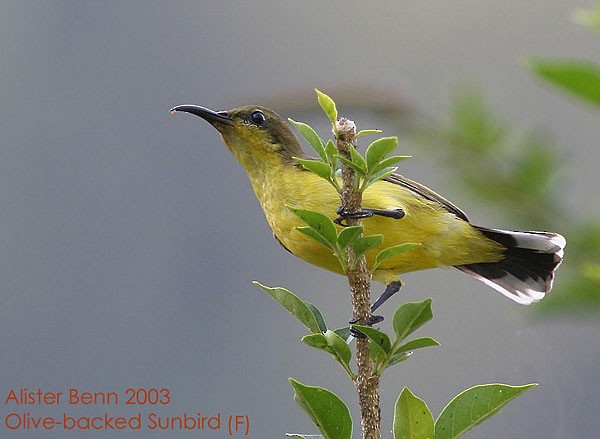 Ornate Sunbird - ML379648131