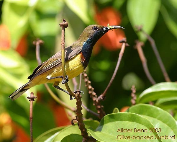 Ornate Sunbird - Alister Benn