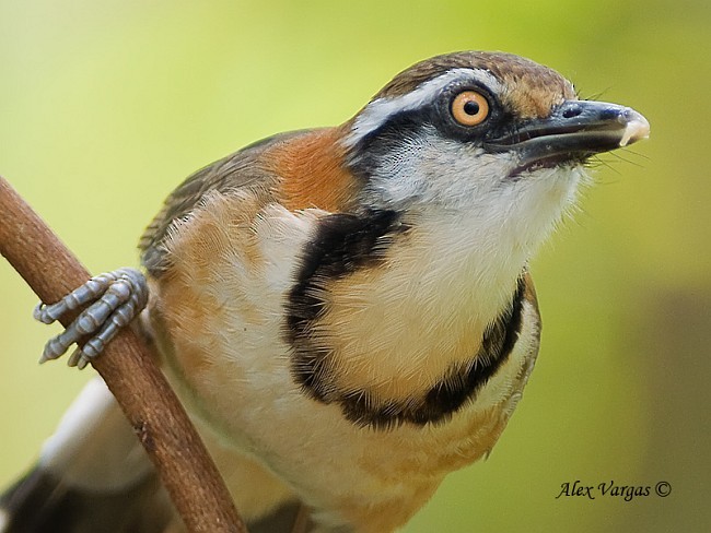Lesser Necklaced Laughingthrush - ML379648641