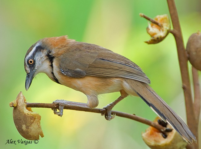 Lesser Necklaced Laughingthrush - ML379648661