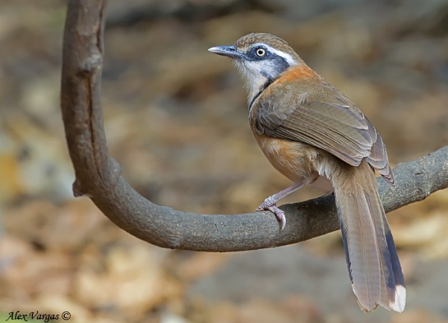 Lesser Necklaced Laughingthrush - ML379648711