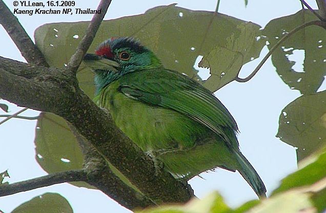 Blue-throated Barbet (Blue-crowned) - ML379649051