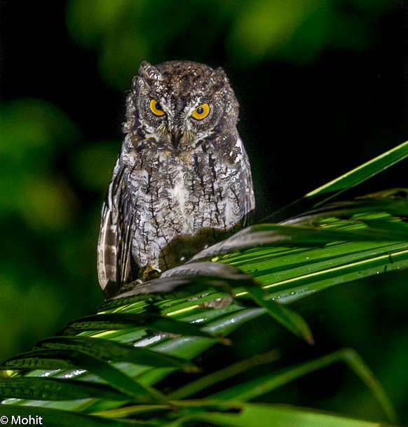Moluccan Scops-Owl (Moluccan) - ML379649081